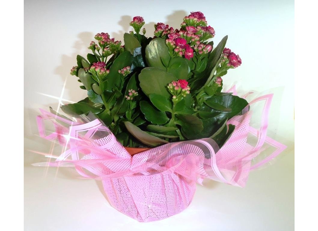 Для декорирования цветов 62