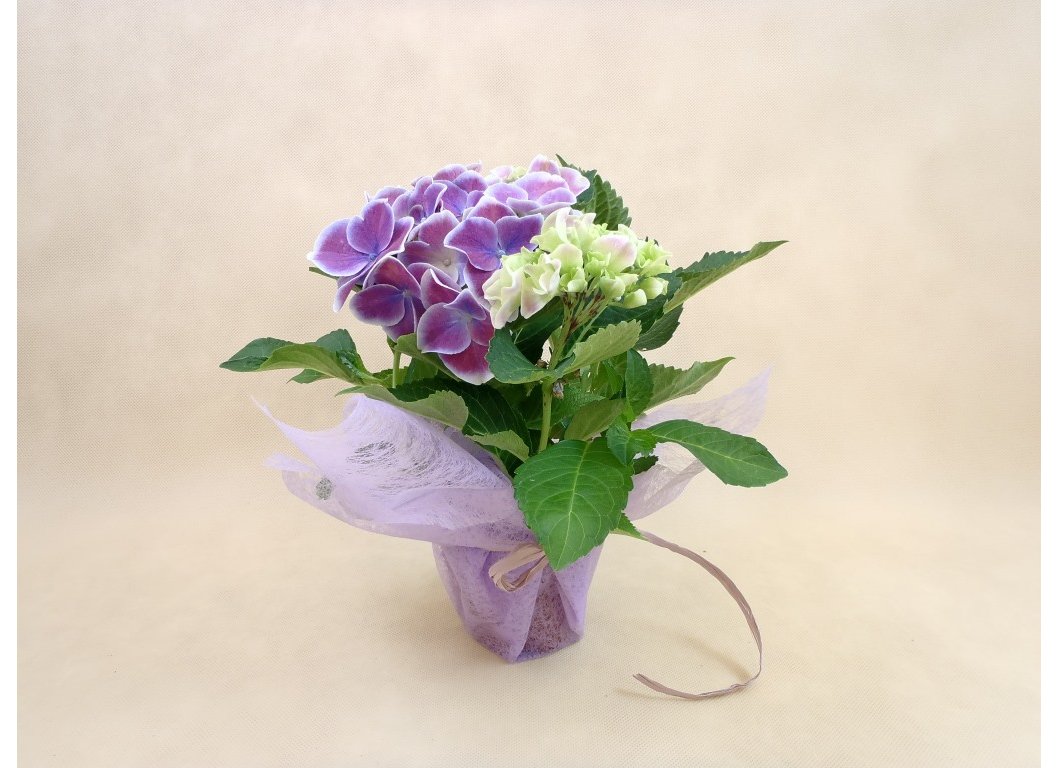 Для декорирования цветов 52