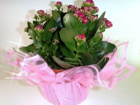 Для декорирования цветов 62